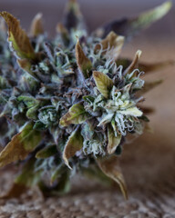 Naklejka na ściany i meble Fresh cannabis flowers and buds against a neutral light background.