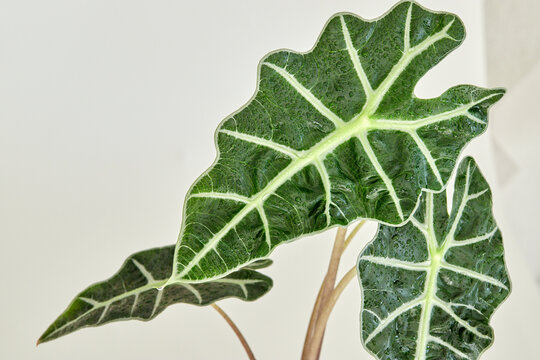 Leaves Of Alocasia Polly In Natural Light