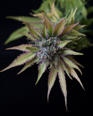 Fresh cannabis buds and flowers against a black backdrop. Freshly harvested marijuana plants...
