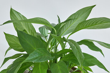Fototapeta na wymiar Spathiphyllum plant in natural light