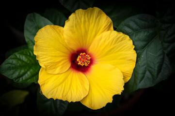 Tropical blooms of yellow hibiscus with red throat and anthers
