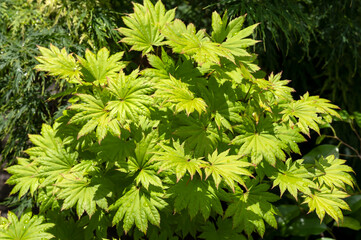 Pale green leaves onthe Full-moon or Shirasawa maple, Acer shirasawanum, a Japanese maple tree