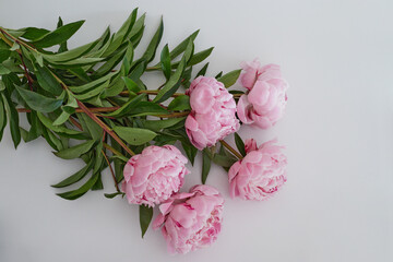 Beautiful wedding fresh pink peony bouquet in natural light