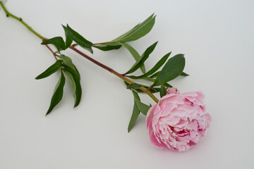 Beautiful wedding fresh pink peony bouquet in natural light
