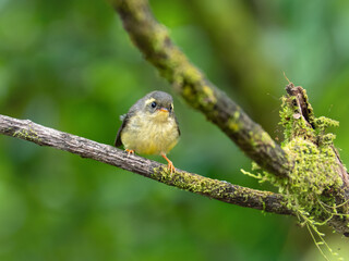 Yellow-bellied Fantail (Chelidorhynx hypoxantha) juvenile on the branch in nature at Intanon national park,Thailand