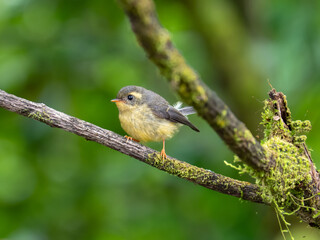Obraz premium Yellow-bellied Fantail (Chelidorhynx hypoxantha) juvenile on the branch in nature at Intanon national park,Thailand