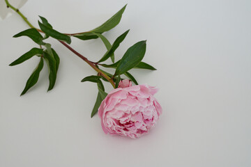 Beautiful wedding fresh pink peony bouquet in natural light