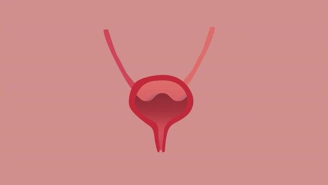 Animation of Urinary Human Bladder With Urine