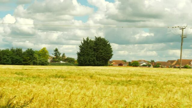 Pan shot of a wheat crop growing in an agricultural farm field during summer, on the boundary of a village with modern houses in England, UK.