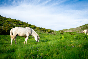 White horse standing on a green pasture © Marijan