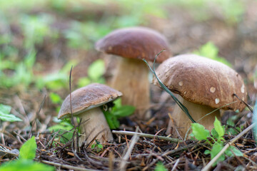 Mushroom boletus edilus. Popular white Boletus mushrooms in forest.