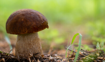Mushroom boletus edilus. Popular white Boletus mushrooms in forest.