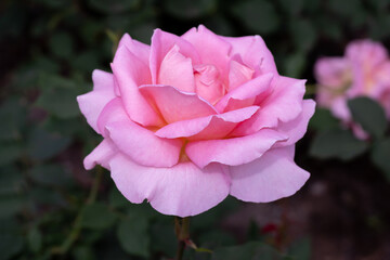 Obraz premium Pink rose on a background of green leaves.
