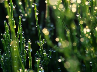 夜明けの水田の朝露
