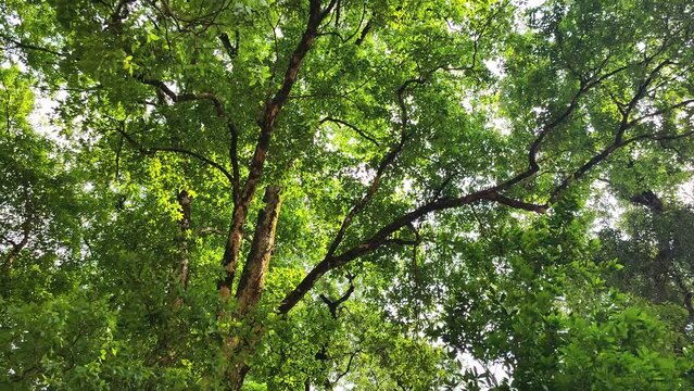 Tall and lush trees at Uttarakhand's mountains