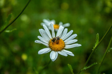Fototapeta premium bee on a white flower