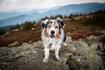Obraz na płótnie Canvas Mountain dog