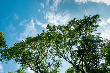 初夏の爽やかな空