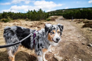 Mountain dog