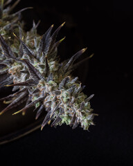 Fresh cannabis flowers and buds. Marijuana flowers against a black background.