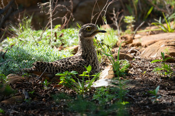 Female spotted thick-knee or Cape dikkop (Burhinus capensis) sat on her brood in a private garden, North West, South Africa.