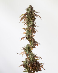 Fresh cannabis flowers and buds against a neutral light background. Fresh harvested marijuana...