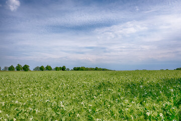Fototapeta na wymiar Perfect landscape of fields in the sunny day with perfect clouds on the sky