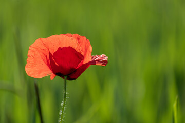 Lonely poppy in a field of green wheat