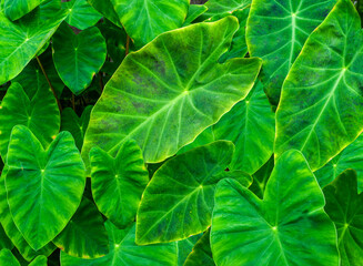 Naklejka na ściany i meble Taro, coco yam, or Eddoe (Colocasia esculenta) leaves