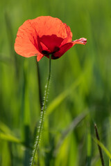 Obraz premium Lonely poppy in a field of green wheat