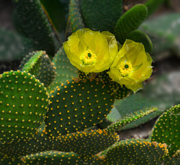 Prickly pears cactus (opuntia microdasys) with golden flowers.