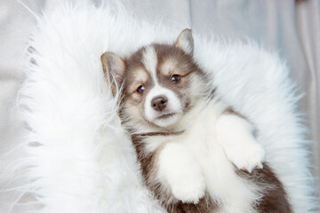 cute Pembroke Welsh Corgi puppy lying on a fur blanket on its back, sleeping