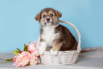 a Welsh corgi puppy in a basket with a bouquet of spring flowers on a blue background