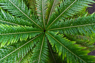 Blechnum gibbum called Silver lady or Dwarf tree fern (Blechnaceae, cultural form) is a ‚hard fern‘ of the Blechnum genus in the Blechnaceae family.