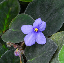 Purple African Violet close up with leaves