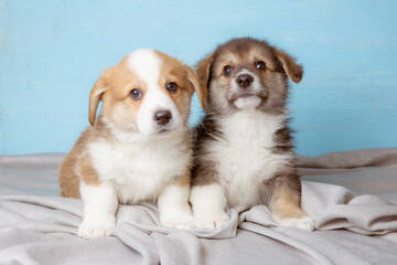 a group of Pembroke Welsh Corgi puppies sits on a blue background