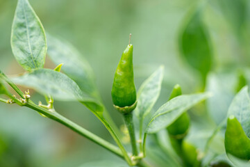 Green chilies on chili plant. Chilly tree with fresh chilies which are ready to harvest grown on horticultural farm.