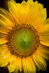 sunflower close up