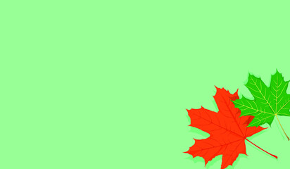 Red maple leaf and green maple leaf blank pastel color background for your text , picture , copy space and other
