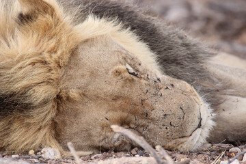 Fototapeta premium Male Lion in the Kgalagadi, South Africa