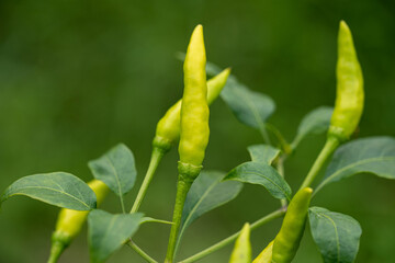 Green chilies on chili plant. Chilly tree with fresh chilies which are ready to harvest grown on horticultural farm.
