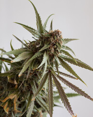Fresh harvested cannabis flowers and buds photographed with a neutral light background