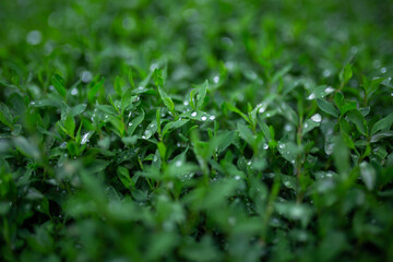 Water drops on knotweed grass. Blurred background. Macro. Garden, garden floriculture