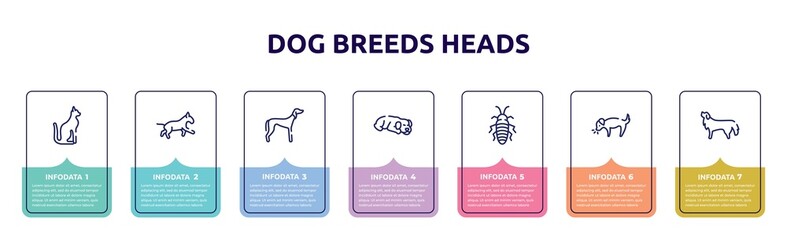 dog breeds heads concept infographic design template. included egyptian cat, bulterrier, saluki, dog sleeping, madagascan, dog smelling bernese mountain icons and 7 option or steps.