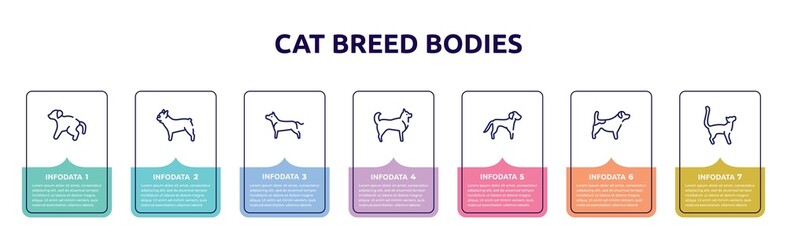 cat breed bodies concept infographic design template. included scold the dog, french bulldog, american staffordshire terrier, husky, springer spaniel, jack russel terrier, bengal cat icons and 7