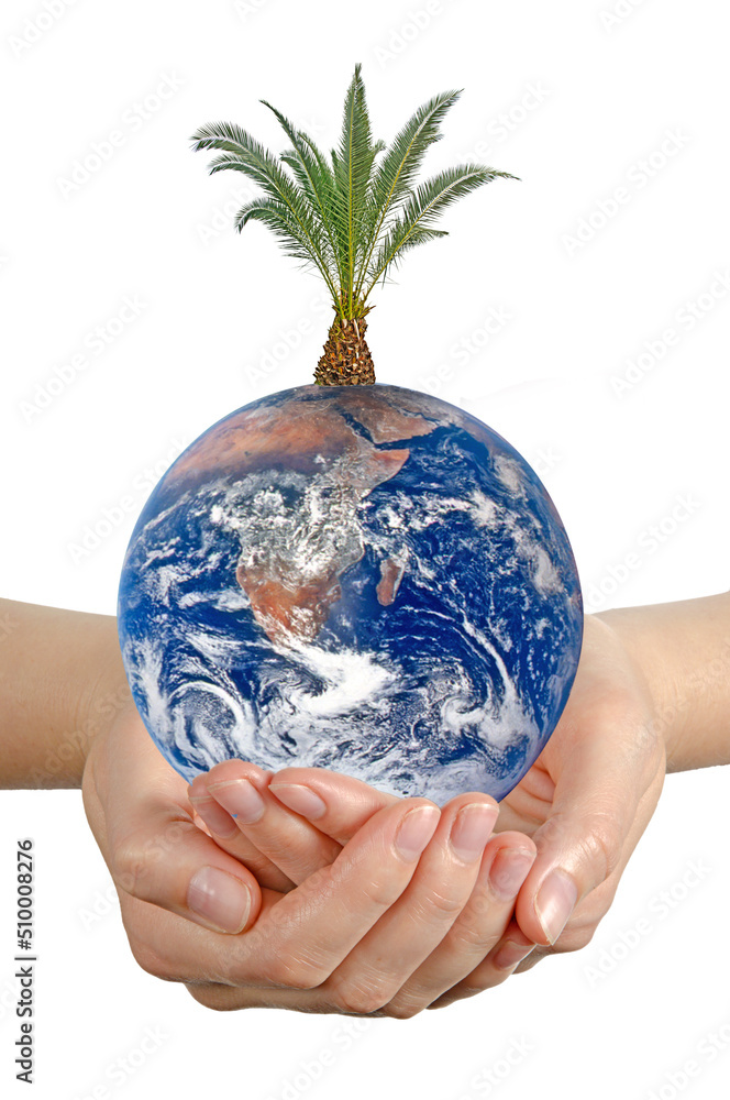 Wall mural palm tree on earth as a symbol of peace.elements of this image furnished by nasa
