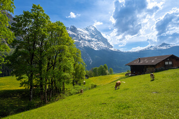 Fototapeta premium amazing landscape of swiss Alps with meadow and cows in Grindelwald in Switzerland