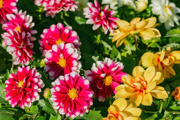 Flowers on the flowerbed at sunny day time.