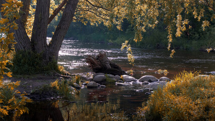 Tree on riverside in Ontario, Canada