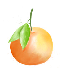 vector orange fruit isolated in watercolour style